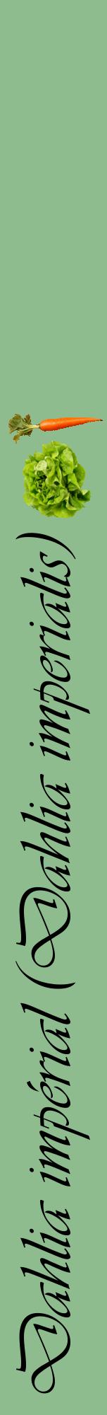 Étiquette de : Dahlia imperialis - format a - style noire13viv avec comestibilité simplifiée