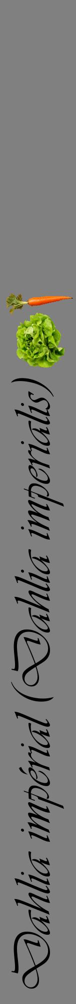 Étiquette de : Dahlia imperialis - format a - style noire57viv avec comestibilité simplifiée