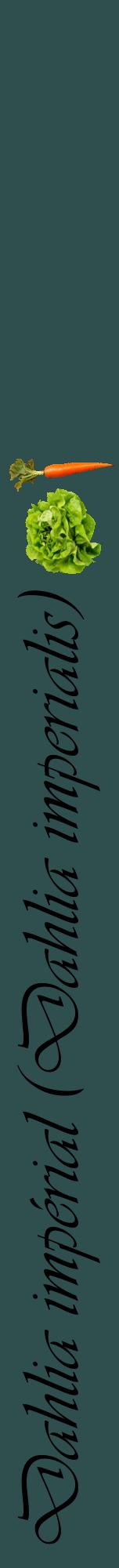 Étiquette de : Dahlia imperialis - format a - style noire58viv avec comestibilité simplifiée