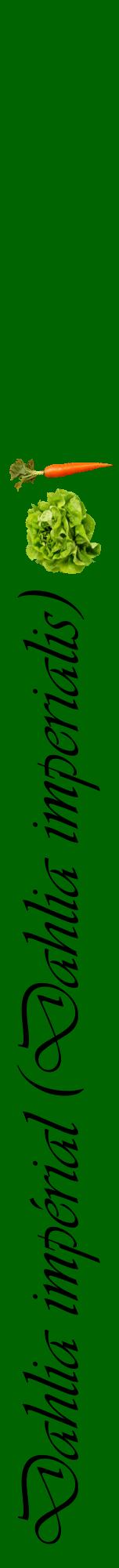 Étiquette de : Dahlia imperialis - format a - style noire8viv avec comestibilité simplifiée