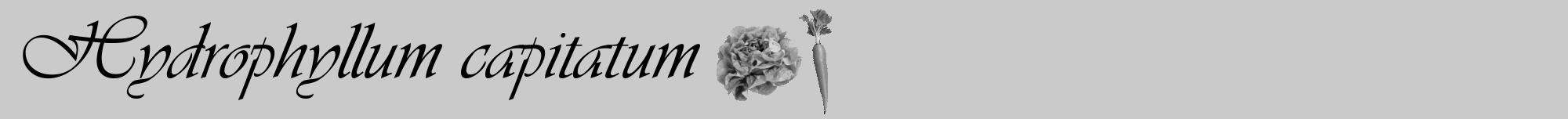 Étiquette de : Hydrophyllum capitatum - format a - style noire21basiqueviv avec comestibilité simplifiée