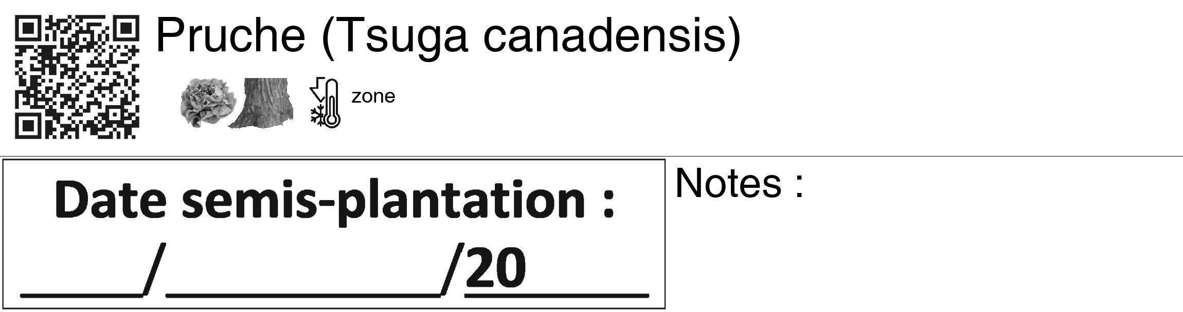 Étiquette de : Tsuga canadensis - format c - style noire60_basiquegrrvhel avec qrcode et comestibilité simplifiée