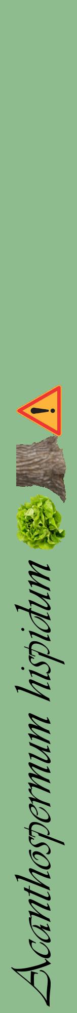Étiquette de : Acanthospermum hispidum - format a - style noire13viv avec comestibilité simplifiée