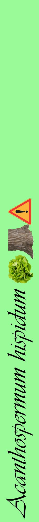 Étiquette de : Acanthospermum hispidum - format a - style noire14viv avec comestibilité simplifiée