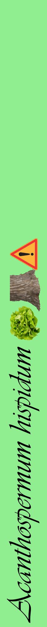 Étiquette de : Acanthospermum hispidum - format a - style noire15viv avec comestibilité simplifiée