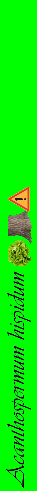 Étiquette de : Acanthospermum hispidum - format a - style noire16viv avec comestibilité simplifiée