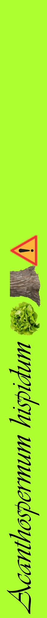 Étiquette de : Acanthospermum hispidum - format a - style noire17viv avec comestibilité simplifiée