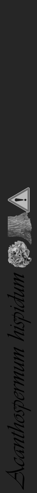 Étiquette de : Acanthospermum hispidum - format a - style noire29basiqueviv avec comestibilité simplifiée - position verticale