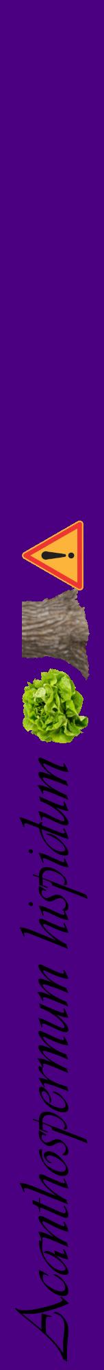 Étiquette de : Acanthospermum hispidum - format a - style noire47viv avec comestibilité simplifiée