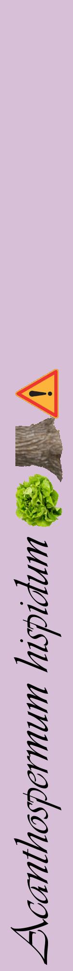 Étiquette de : Acanthospermum hispidum - format a - style noire54viv avec comestibilité simplifiée