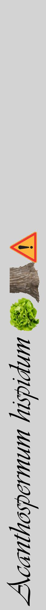 Étiquette de : Acanthospermum hispidum - format a - style noire56viv avec comestibilité simplifiée