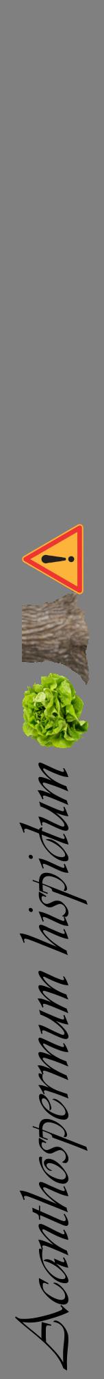 Étiquette de : Acanthospermum hispidum - format a - style noire57viv avec comestibilité simplifiée