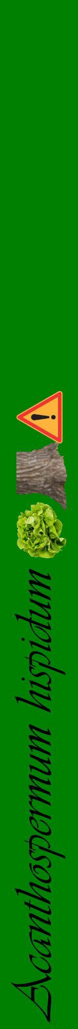 Étiquette de : Acanthospermum hispidum - format a - style noire9viv avec comestibilité simplifiée