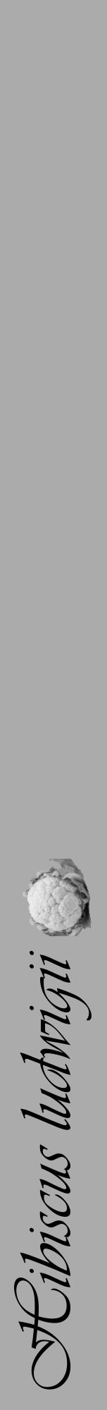 Étiquette de : Hibiscus ludwigii - format a - style noire37viv avec comestibilité simplifiée - position verticale
