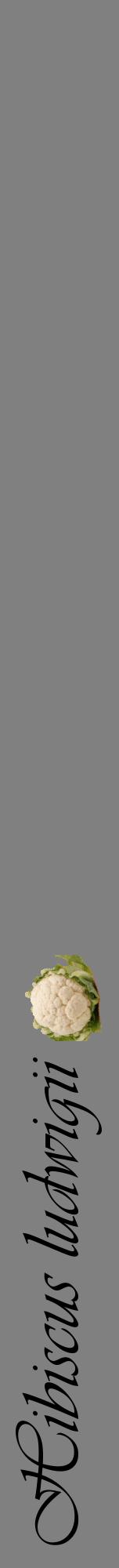 Étiquette de : Hibiscus ludwigii - format a - style noire57viv avec comestibilité simplifiée
