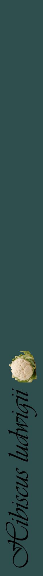 Étiquette de : Hibiscus ludwigii - format a - style noire58viv avec comestibilité simplifiée