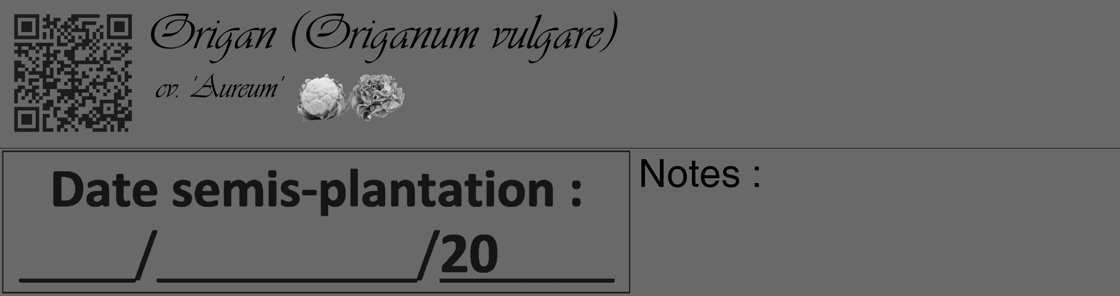 Étiquette de : Origanum vulgare cv. 'Aureum' - format c - style noire11basique_basique_basiqueviv avec qrcode et comestibilité simplifiée