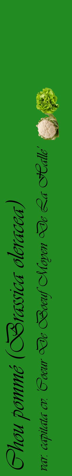 Étiquette de : Brassica oleracea var. capitata cv. 'Coeur De Boeuf Moyen De La Halle' - format c - style noire10_basiqueviv avec comestibilité simplifiée