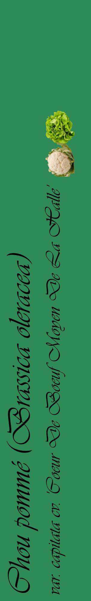 Étiquette de : Brassica oleracea var. capitata cv. 'Coeur De Boeuf Moyen De La Halle' - format c - style noire11_basiqueviv avec comestibilité simplifiée
