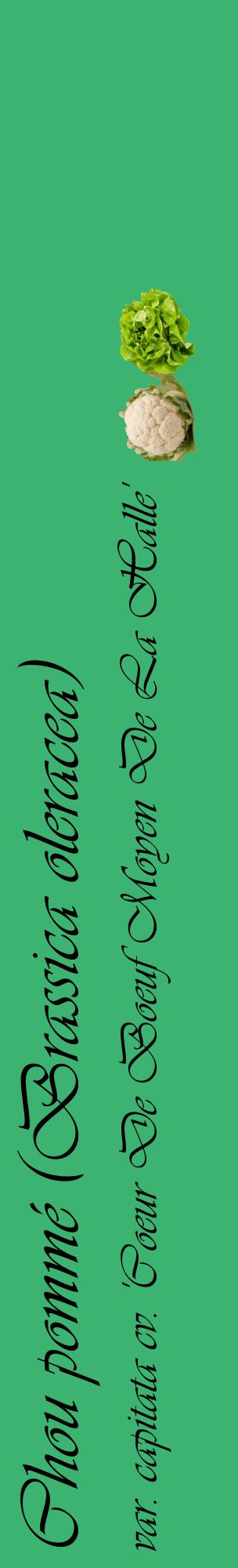 Étiquette de : Brassica oleracea var. capitata cv. 'Coeur De Boeuf Moyen De La Halle' - format c - style noire12_basiqueviv avec comestibilité simplifiée