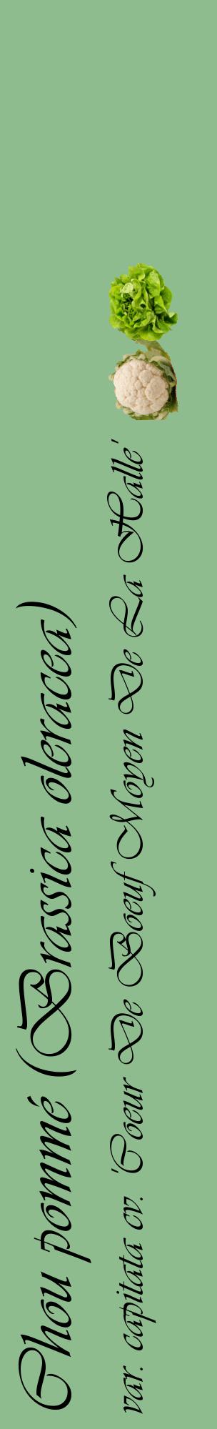 Étiquette de : Brassica oleracea var. capitata cv. 'Coeur De Boeuf Moyen De La Halle' - format c - style noire13_basiqueviv avec comestibilité simplifiée
