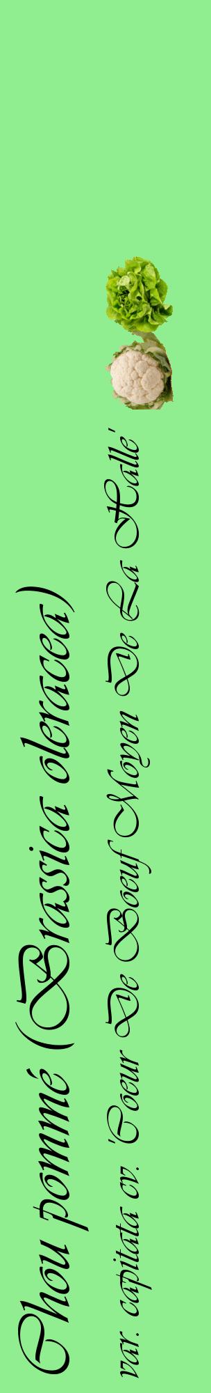 Étiquette de : Brassica oleracea var. capitata cv. 'Coeur De Boeuf Moyen De La Halle' - format c - style noire15_basiqueviv avec comestibilité simplifiée