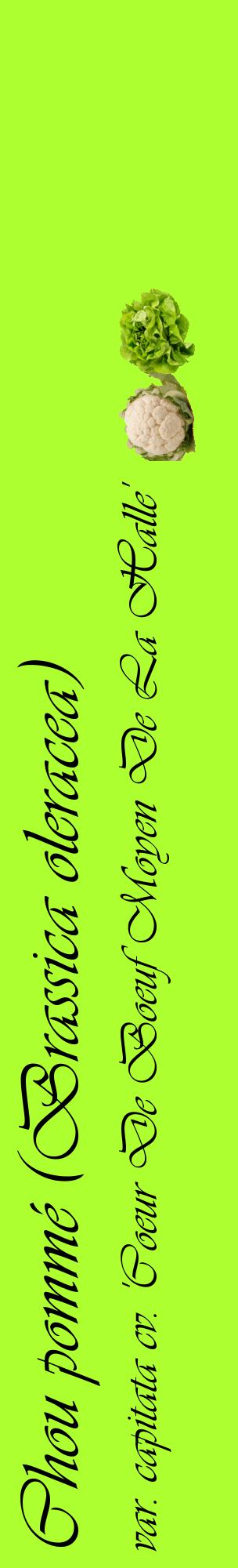 Étiquette de : Brassica oleracea var. capitata cv. 'Coeur De Boeuf Moyen De La Halle' - format c - style noire17_basiqueviv avec comestibilité simplifiée