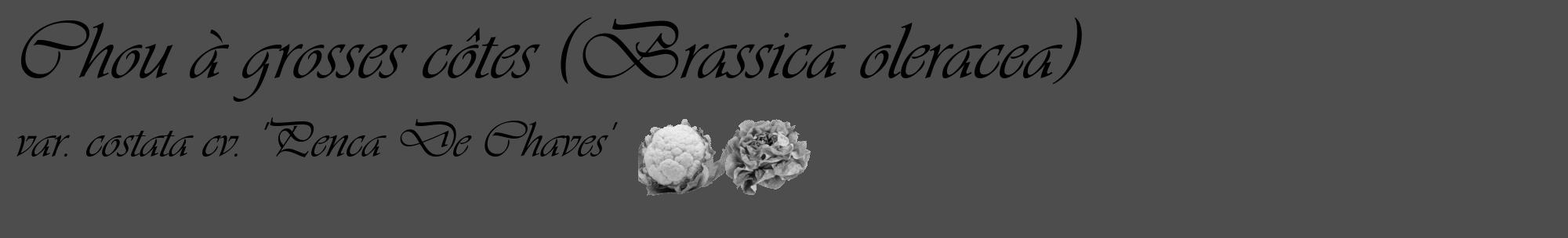 Étiquette de : Brassica oleracea var. costata cv. 'Penca De Chaves' - format c - style noire28_basique_basiqueviv avec comestibilité simplifiée