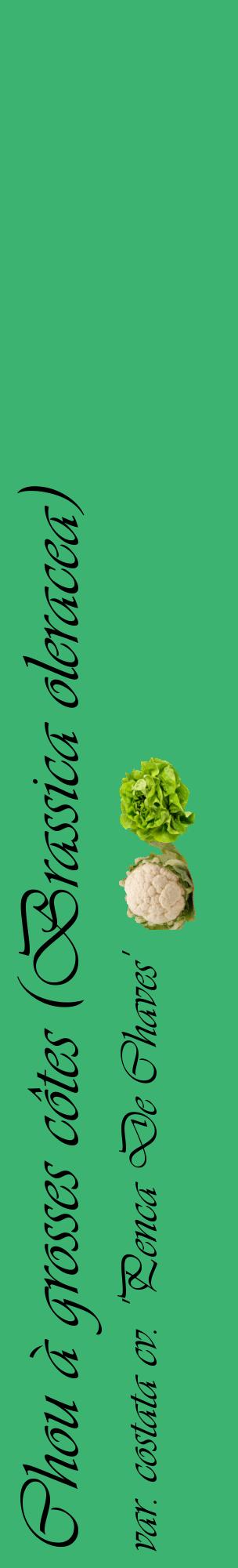 Étiquette de : Brassica oleracea var. costata cv. 'Penca De Chaves' - format c - style noire12_basiqueviv avec comestibilité simplifiée
