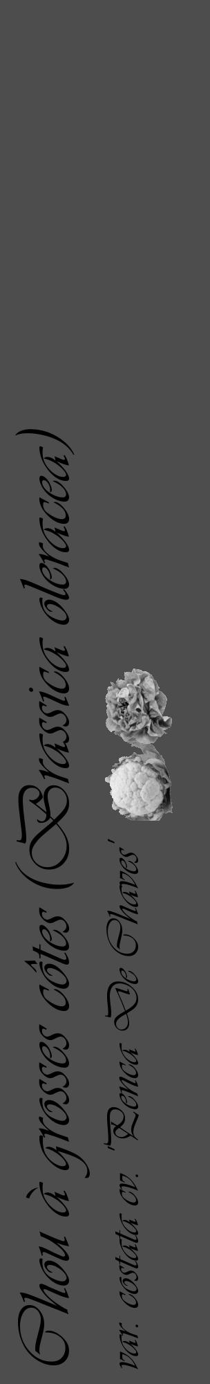 Étiquette de : Brassica oleracea var. costata cv. 'Penca De Chaves' - format c - style noire28_basique_basiqueviv avec comestibilité simplifiée - position verticale