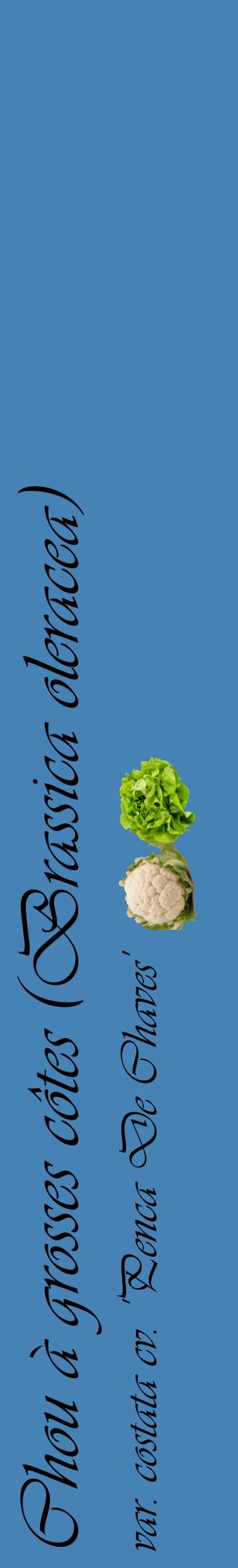 Étiquette de : Brassica oleracea var. costata cv. 'Penca De Chaves' - format c - style noire5_basiqueviv avec comestibilité simplifiée