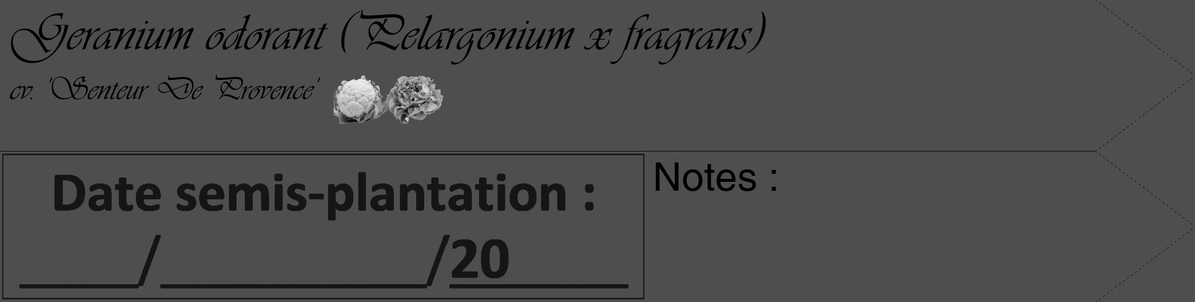 Étiquette de : Pelargonium x fragrans cv. 'Senteur De Provence' - format c - style noire33_simple_simpleviv avec comestibilité simplifiée