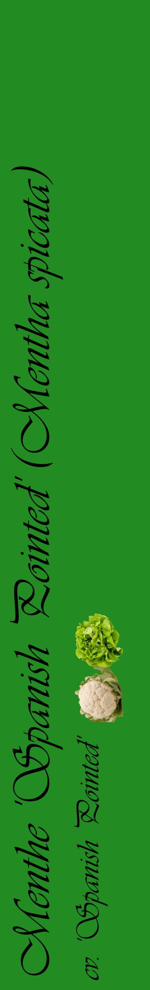 Étiquette de : Mentha spicata cv. 'Spanish Pointed' - format c - style noire10_basiqueviv avec comestibilité simplifiée