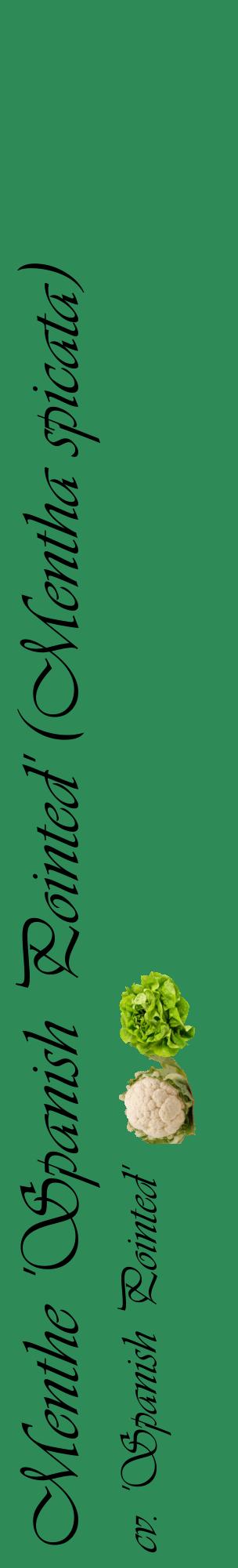 Étiquette de : Mentha spicata cv. 'Spanish Pointed' - format c - style noire11_basiqueviv avec comestibilité simplifiée
