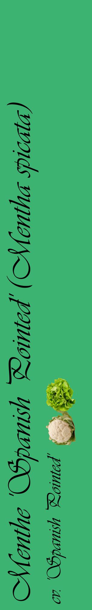 Étiquette de : Mentha spicata cv. 'Spanish Pointed' - format c - style noire12_basiqueviv avec comestibilité simplifiée