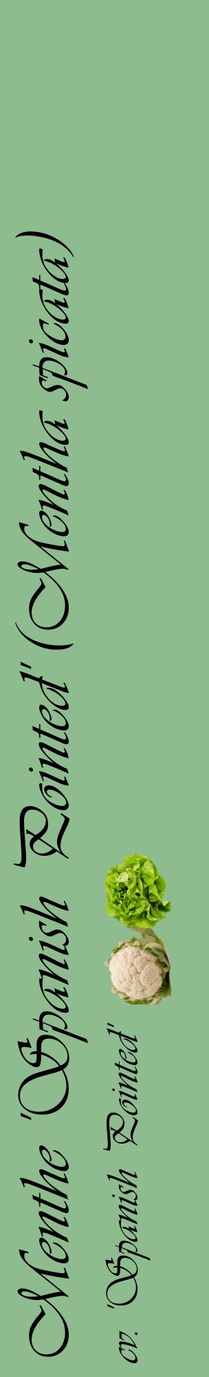 Étiquette de : Mentha spicata cv. 'Spanish Pointed' - format c - style noire13_basiqueviv avec comestibilité simplifiée
