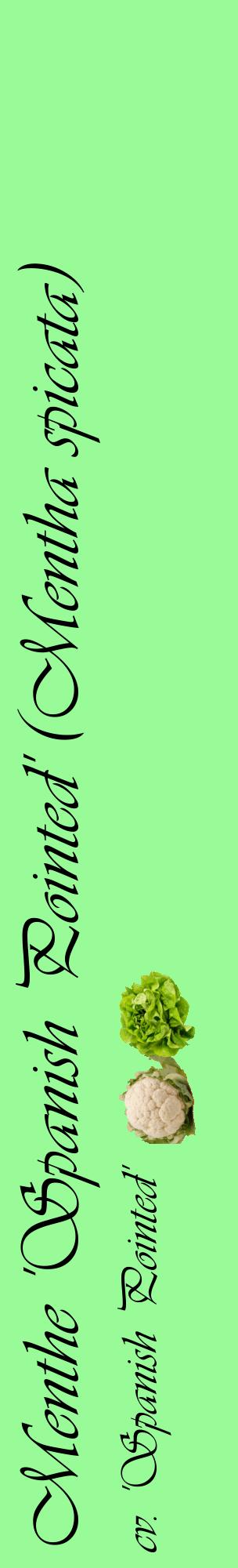 Étiquette de : Mentha spicata cv. 'Spanish Pointed' - format c - style noire14_basiqueviv avec comestibilité simplifiée