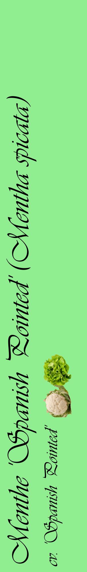Étiquette de : Mentha spicata cv. 'Spanish Pointed' - format c - style noire15_basiqueviv avec comestibilité simplifiée