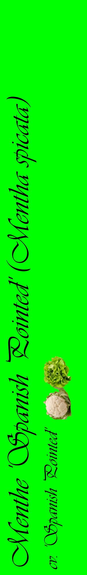 Étiquette de : Mentha spicata cv. 'Spanish Pointed' - format c - style noire16_basiqueviv avec comestibilité simplifiée