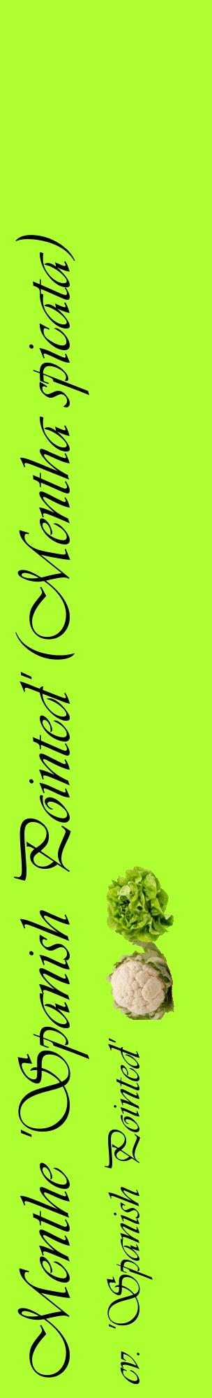 Étiquette de : Mentha spicata cv. 'Spanish Pointed' - format c - style noire17_basiqueviv avec comestibilité simplifiée