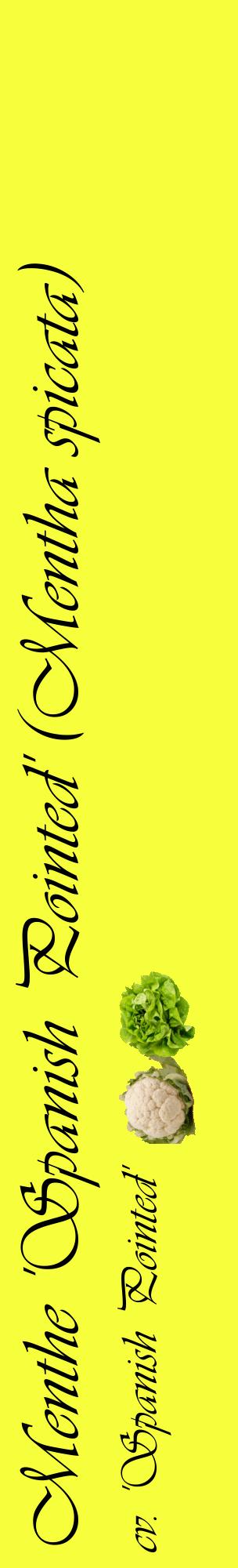 Étiquette de : Mentha spicata cv. 'Spanish Pointed' - format c - style noire18_basiqueviv avec comestibilité simplifiée