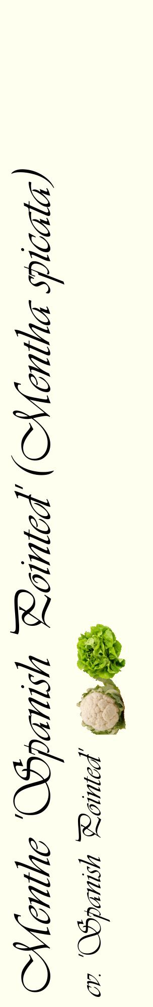 Étiquette de : Mentha spicata cv. 'Spanish Pointed' - format c - style noire19_basiqueviv avec comestibilité simplifiée