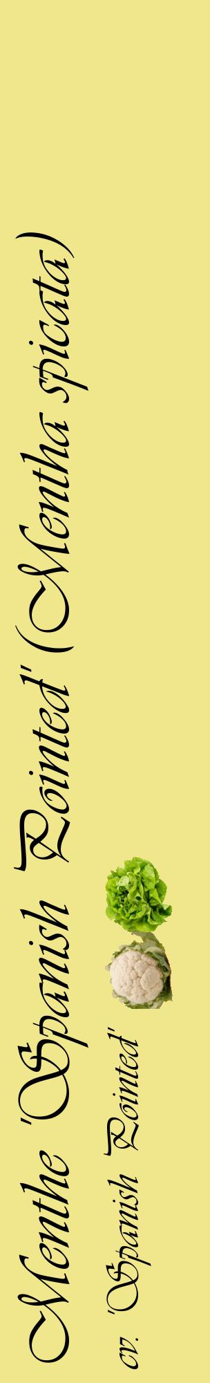 Étiquette de : Mentha spicata cv. 'Spanish Pointed' - format c - style noire20_basiqueviv avec comestibilité simplifiée