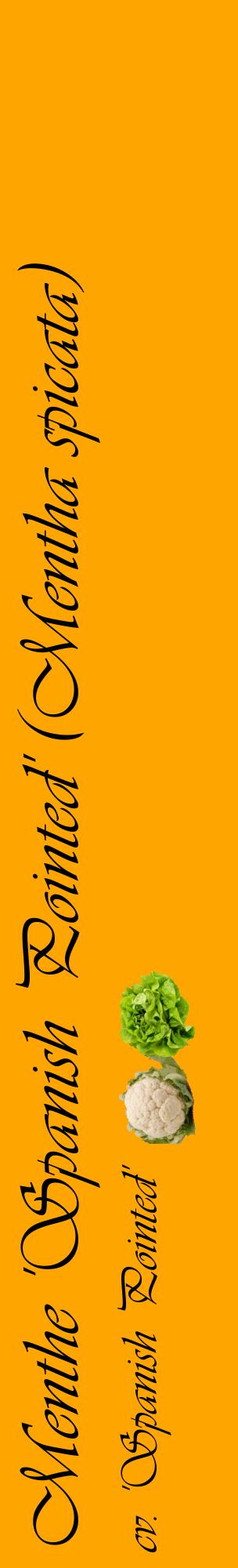 Étiquette de : Mentha spicata cv. 'Spanish Pointed' - format c - style noire22basique_basique_basiqueviv avec comestibilité simplifiée - position verticale