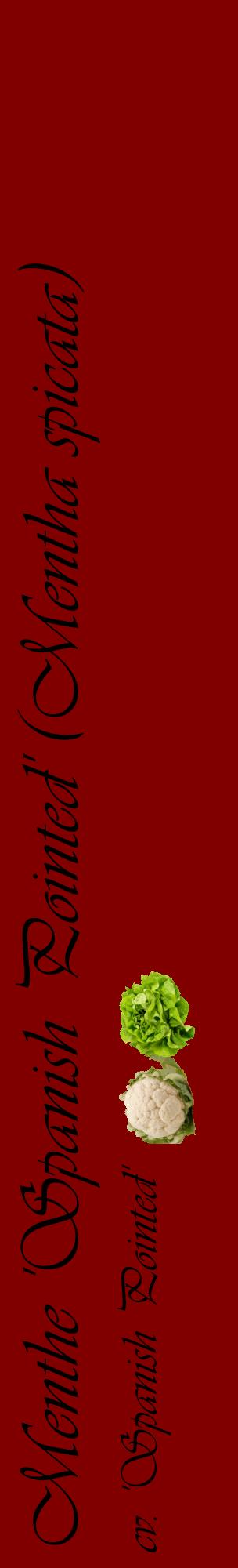 Étiquette de : Mentha spicata cv. 'Spanish Pointed' - format c - style noire29_basiqueviv avec comestibilité simplifiée