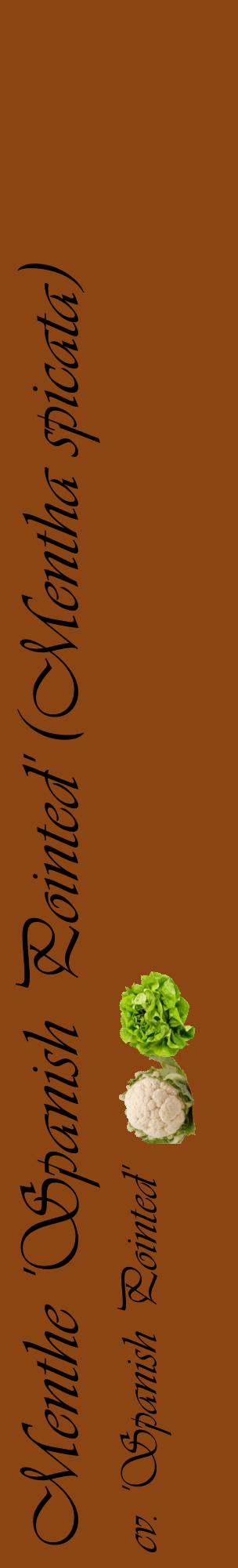 Étiquette de : Mentha spicata cv. 'Spanish Pointed' - format c - style noire30_basiqueviv avec comestibilité simplifiée