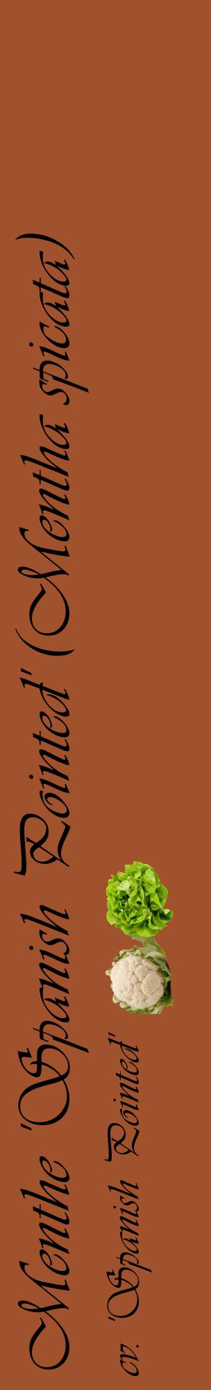 Étiquette de : Mentha spicata cv. 'Spanish Pointed' - format c - style noire32_basiqueviv avec comestibilité simplifiée
