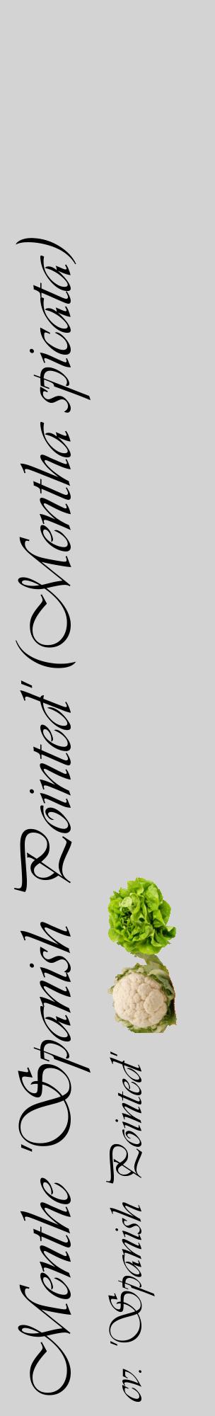 Étiquette de : Mentha spicata cv. 'Spanish Pointed' - format c - style noire56_basiqueviv avec comestibilité simplifiée