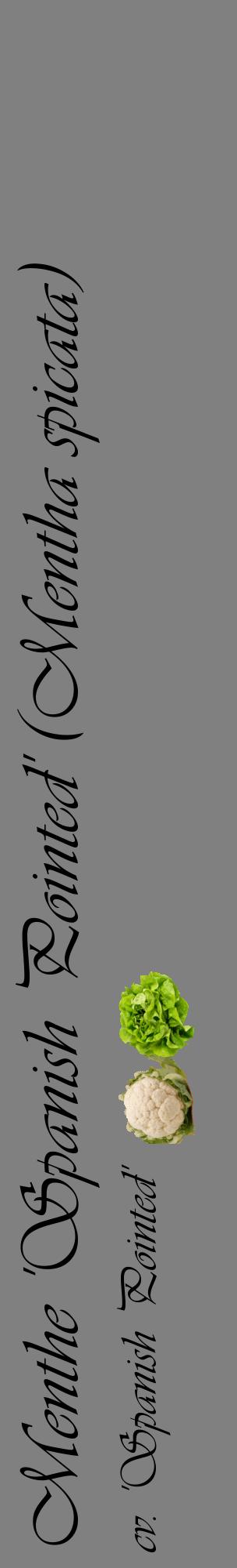 Étiquette de : Mentha spicata cv. 'Spanish Pointed' - format c - style noire57_basiqueviv avec comestibilité simplifiée