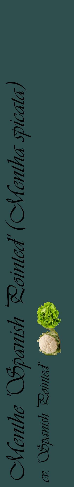 Étiquette de : Mentha spicata cv. 'Spanish Pointed' - format c - style noire58_basiqueviv avec comestibilité simplifiée